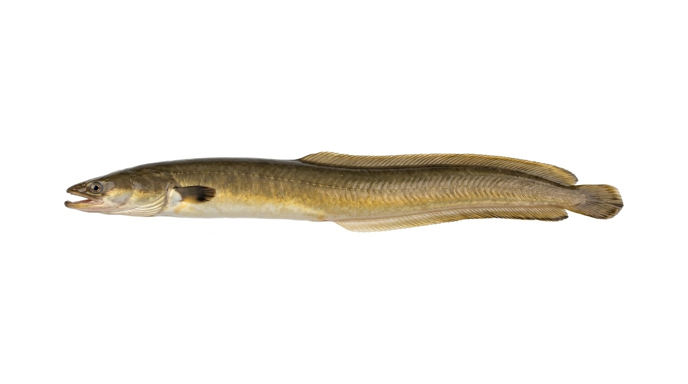 European eel