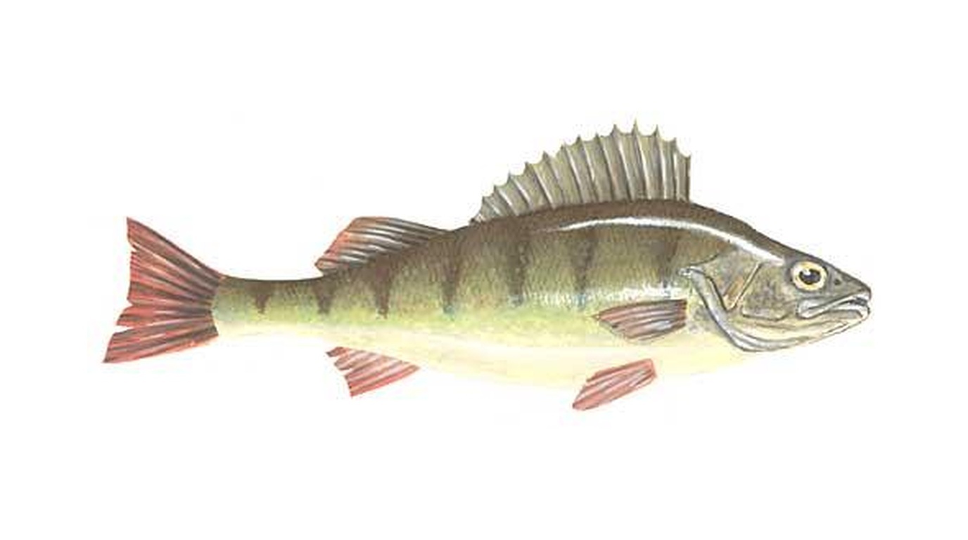 European perch