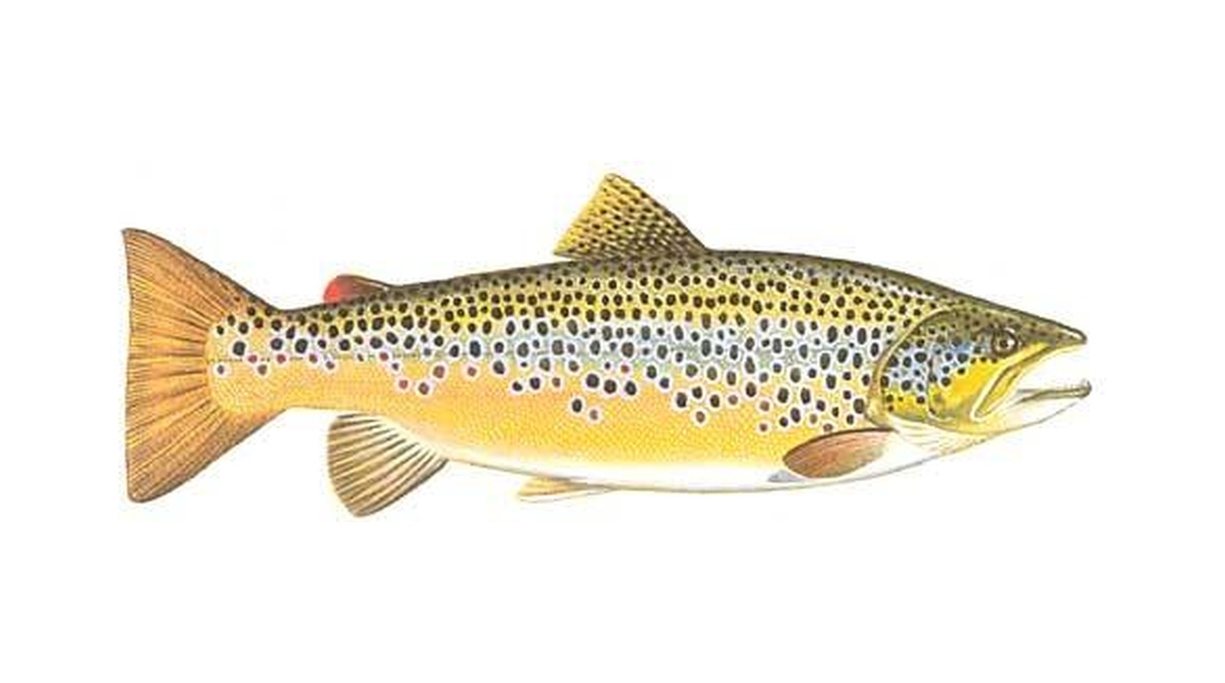 Brown trout