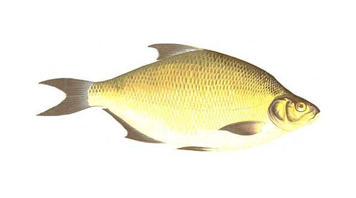 Common bream