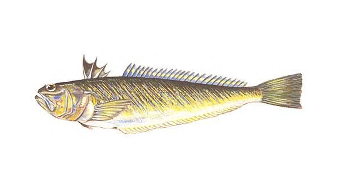 Greater weever