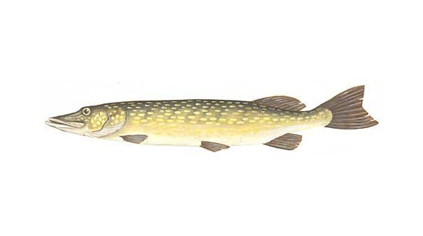 Northern pike