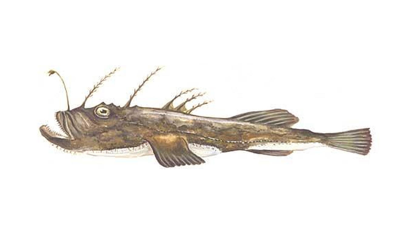 Anglerfish