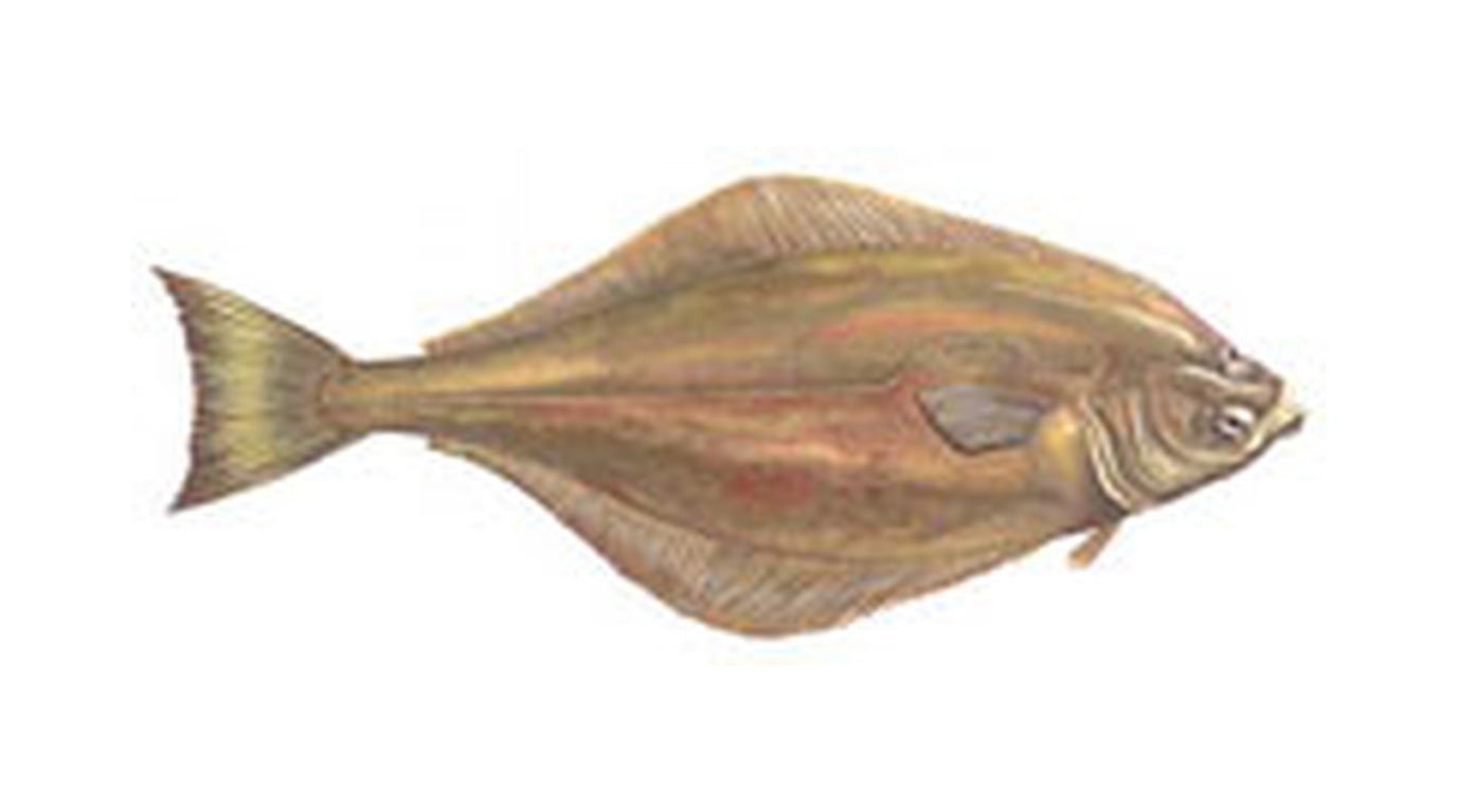 Atlantic halibut