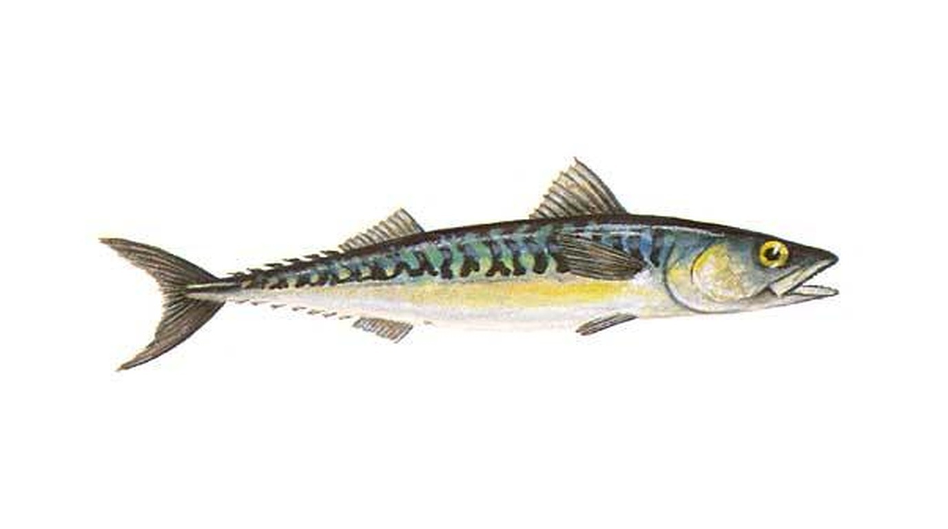 Atlantic horse mackerel