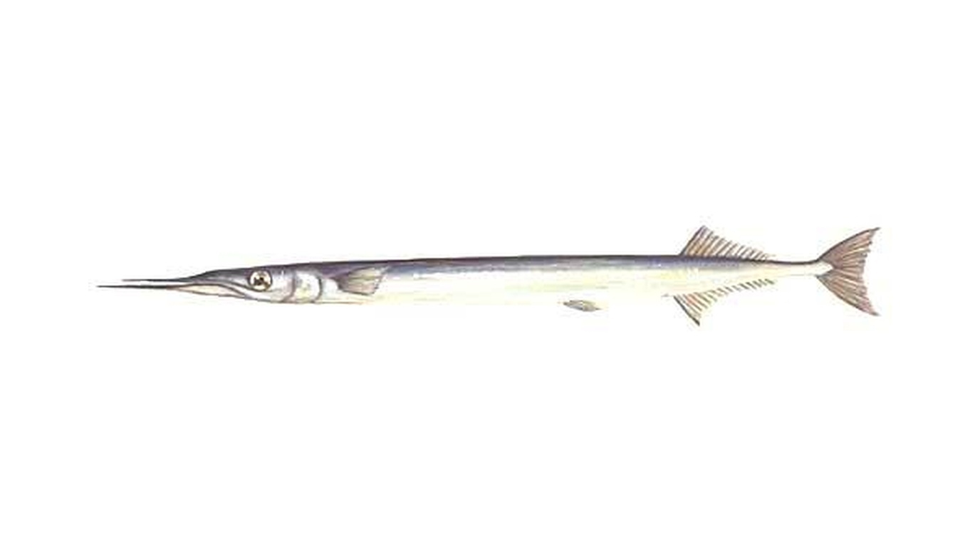 Garfish