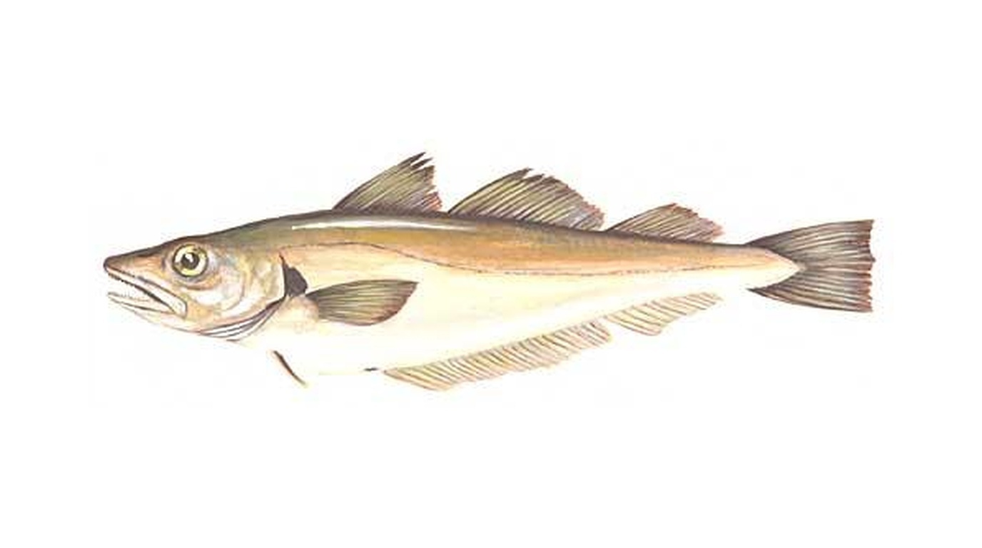 Whiting