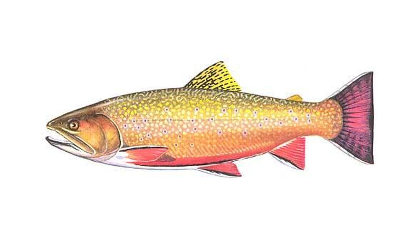 Brook trout