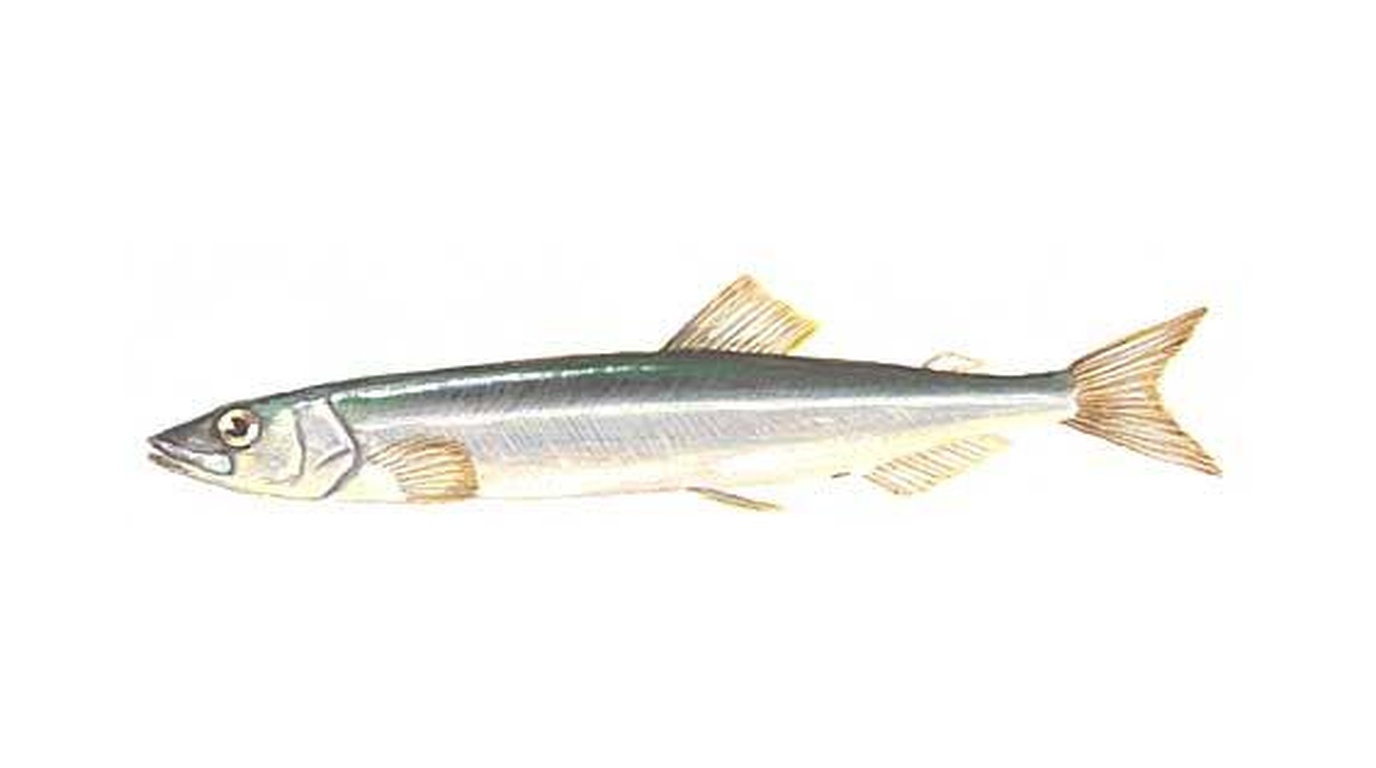 Capelin