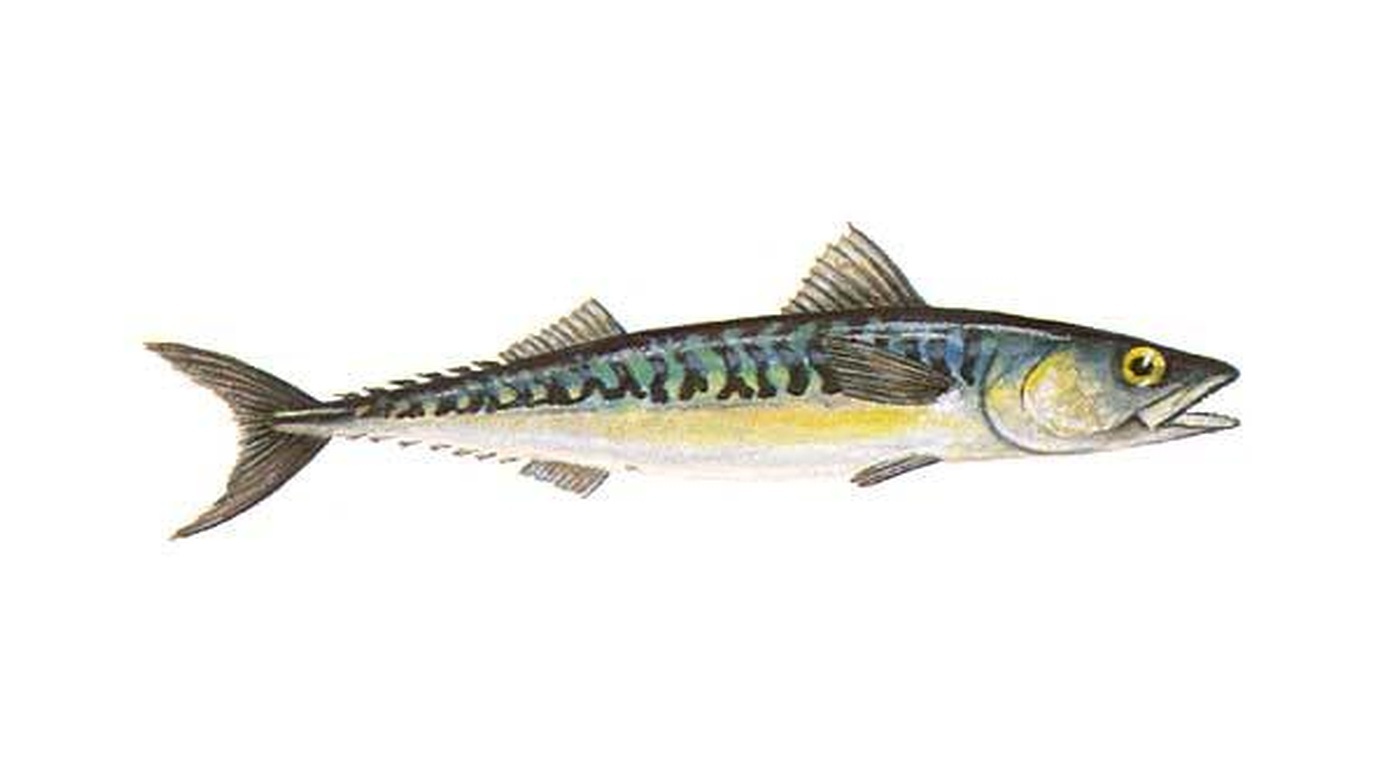 Atlantic mackerel
