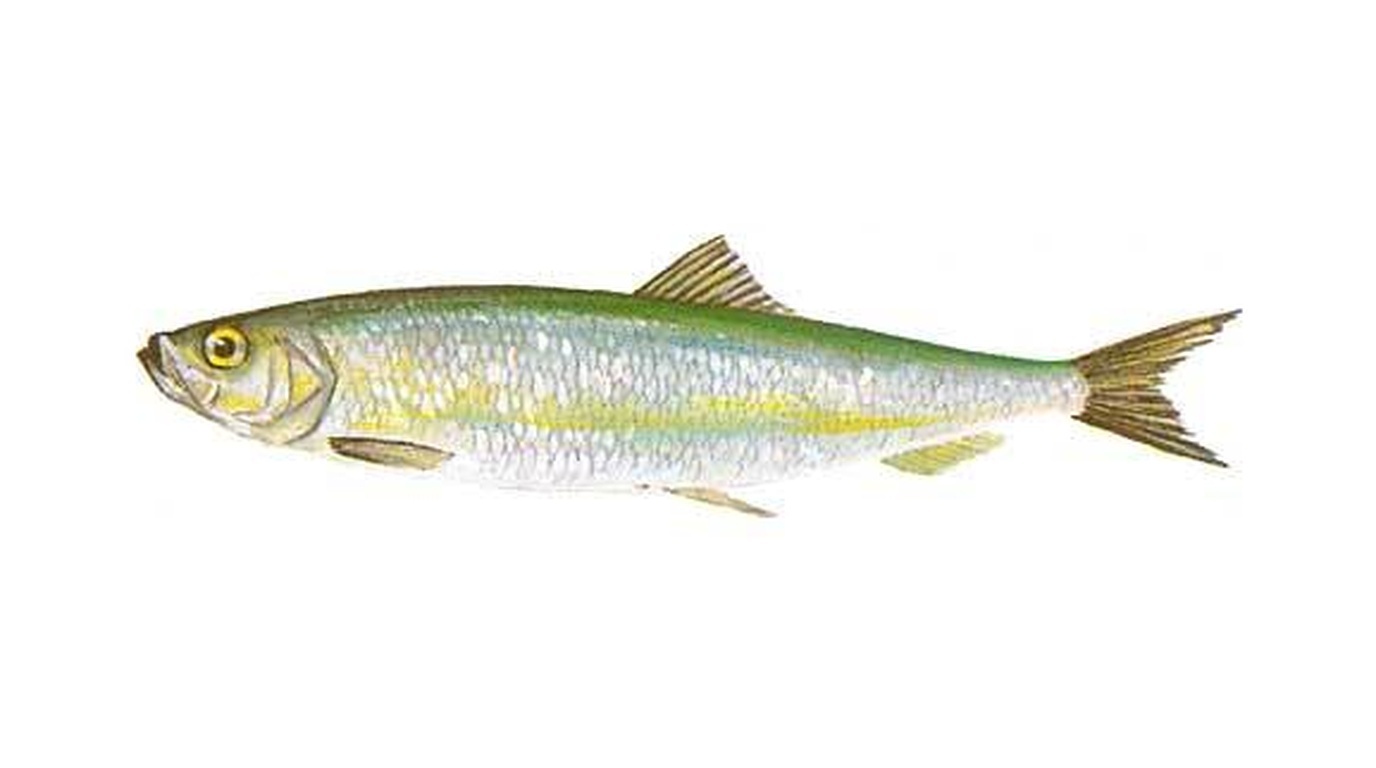 Atlantic herring