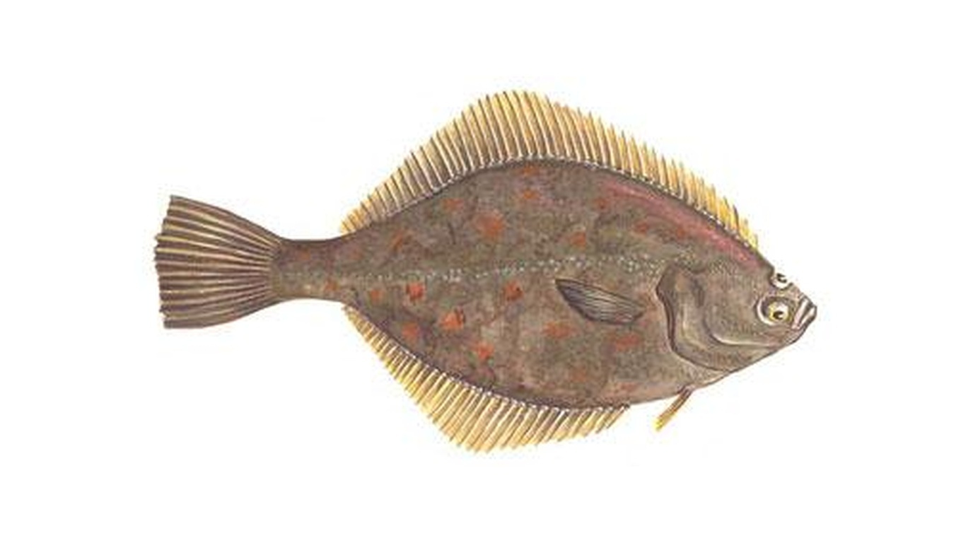 European flounder
