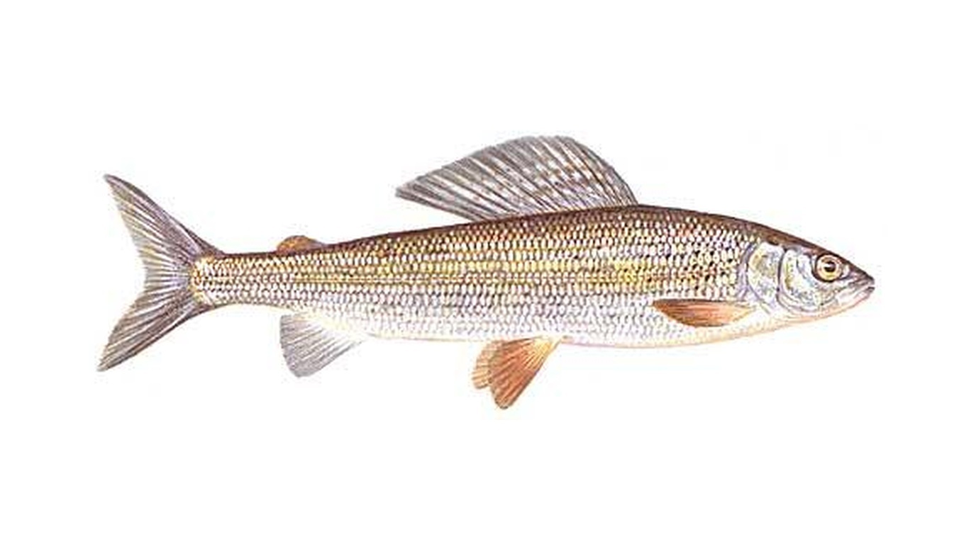 Grayling