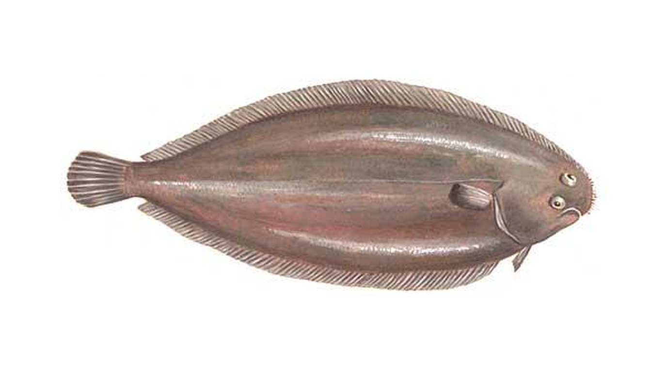 Common sole