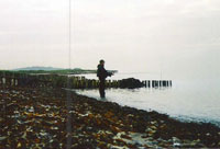 Hornfisk i Odense Fjord