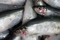 Stop for udsmid af fisk