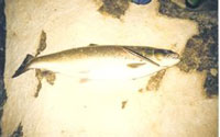 Store fisk ved Mandehoved