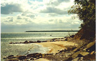 Madses Klint, Møn