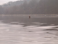 Pænt med fisk ved Vejle Fjord